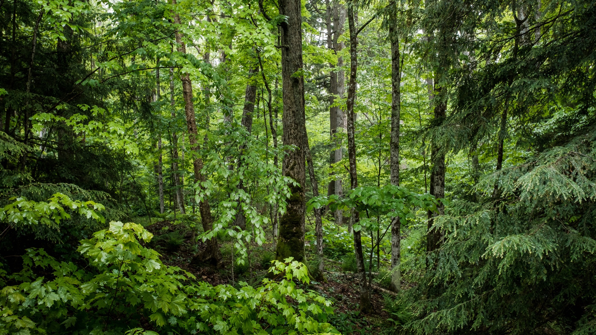Sous-bois de feuillus, lumière verte filtrée par les branches